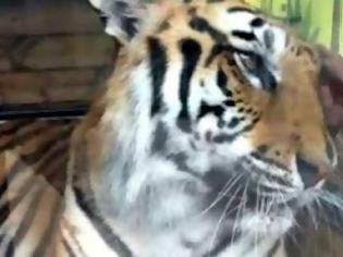 Φωτογραφία για Μη χαϊδεύεις και μη γελάς με την τίγρη! [Video]