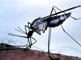Φωτογραφία για Σε επιφυλακή για νέα κρούσματα ελονοσίας - Οι περιοχές κινδύνου