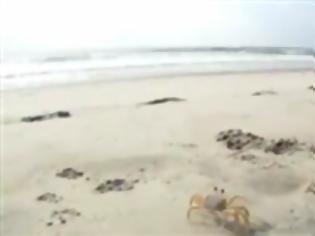 Φωτογραφία για VIDEO: Παιχνιδιάρικο κουτάβι κυνηγάει τρομοκρατημένο καβούρι στην παραλία