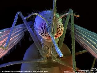 Φωτογραφία για Λίγα λόγια για τις σκνίπες και τα κουνούπια και πώς αντιμετωπίζεται, το τσίμπημα τους, φαρμακευτικά ή με φυσικό τρόπο