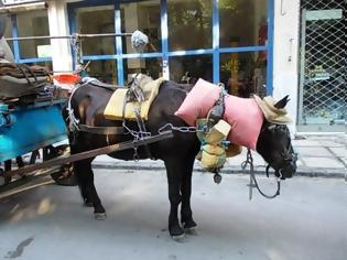 Φωτογραφία για Φιλόζωοι έσωσαν άλογο από την κακοποίηση του ιδιοκτήτη του!!! (Ποιος είναι το ζώο;;;)