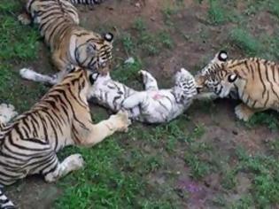 Φωτογραφία για ΣΟΚ: Τίγρεις τρώνε ζωντανό τιγράκι