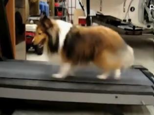 Φωτογραφία για Σκύλος πάνω σε διάδρομο γυμναστικής [Video]