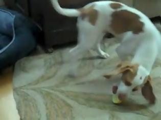 Φωτογραφία για Ο σκύλος και το λεμόνι [Video]