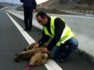 Φωτογραφία για Δύο μικρά δίδυμα αρκουδάκια σκοτώθηκαν από όχημα στην Εγνατία