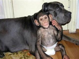 Φωτογραφία για Ο χιμπατζής που πιστεύει ότι είναι κουτάβι