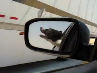 Φωτογραφία για Σκύλος προσπαθεί να δαγκώσει τα διερχόμενα αυτοκίνητα! [Video]