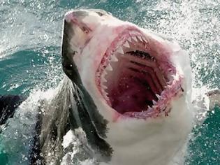 Φωτογραφία για Καρχαρίας κλέβει τη ψαριά