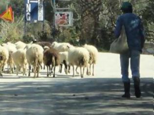 Φωτογραφία για Τα χαμένα πρόβατα τηλεφωνούν στον βοσκό!