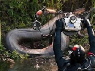 Φωτογραφία για Ποιο είναι το μεγαλύτερο φίδι στον κόσμο;