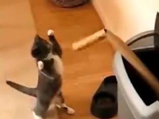 Φωτογραφία για ΞΕΚΑΡΔΙΣΤΙΚΟ VIDEO: Γάτα κάνει... προπόνηση στο μποξ!