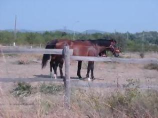 Φωτογραφία για Άλογο ποδοπάτησε 7χρονο στα Τρίκαλα