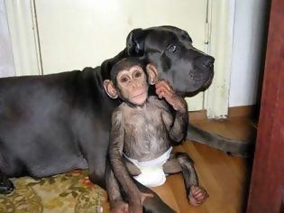 Φωτογραφία για ΔΕΙΤΕ: Σκύλος υιοθέτησε μωρό χιμπατζή