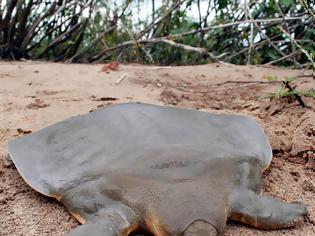 Φωτογραφία για ΔΕΙΤΕ: Ανακαλύφθηκαν επίπεδες χελώνες!