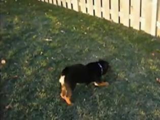 Φωτογραφία για Σκύλος κυνηγάει τη σκιά του [Video]