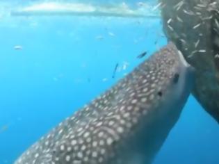 Φωτογραφία για Έξυπνος φαλαινοκαρχαρίας κλέβει την ψαριά από δίχτυα.[ΒΙΝΤΕΟ]