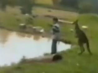 Φωτογραφία για Καγκουρό κλώτσησε παιδάκι και το πέταξε στο ποτάμι! [Video]