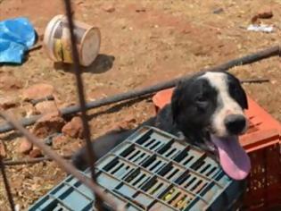Φωτογραφία για Πέθανε αλυσοδεμένος σκύλος στα Χανιά κάτω από τον καυτό ήλιο