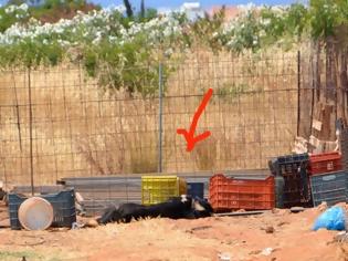 Φωτογραφία για Κρήτη: Αγρότης κακοποιεί τα σκυλιά του - το ένα πέθανε από την δίψα δεμένο στον Ήλιο!!! (Να τον δέσουμε κι αυτόν στον Ήλιο να δούμε πόσο θα αντέξει...)