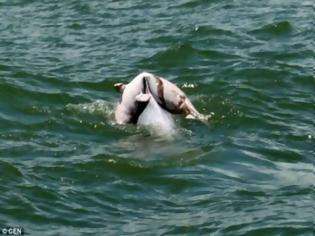 Φωτογραφία για Συγκλονιστική ΦΩΤΟ: Δελφίνι μεταφέρει το νεκρό μωρό του!