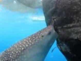 Φωτογραφία για VIDEO: Φαλαινοκαρχαρίας κλέβει ψαριά μέσα από τα δίχτυα!