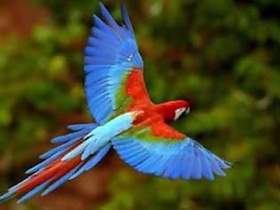 Φωτογραφία για «Ξέπλυμα» εξωτικών πουλιών στα Νησιά του Σολομώντα