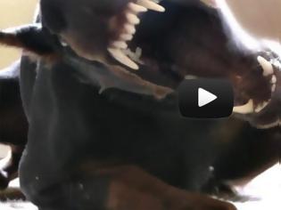 Φωτογραφία για VIDEO: Γατάκι εναντίον Doberman