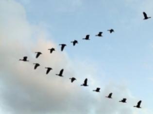 Φωτογραφία για Τα θαύματα της φύσης / Γιατί τα πουλιά πετούν σε σχηματισμό  V...???
