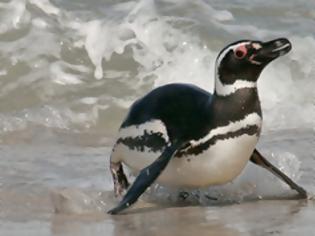 Φωτογραφία για Εντοπίστηκαν 512 νεκροί πιγκουίνοι!