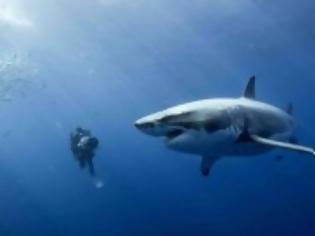 Φωτογραφία για VIDEO: Δύτες ήρθαν σε απόσταση αναπνοής με λευκό καρχαρία!