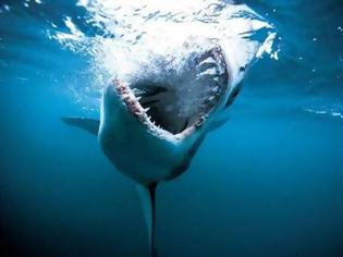Φωτογραφία για ΚΥΠΡΟΣ: Καρχαρίας τεσσάρων μέτρων πιάστηκε στο Λατσί