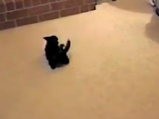 Φωτογραφία για Γάτα κάνει... ασκήσεις εδάφους! [Video]