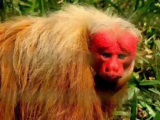 Φωτογραφία για Γιατί μερικοί πίθηκοι έχουν κόκκινο πρόσωπο;