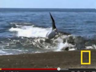 Φωτογραφία για Φάλαινα δολοφόνος βγαίνει στην ακτή για να πιάσει το θήραμά της (video)