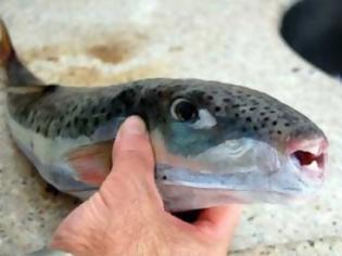 Φωτογραφία για ΠΡΟΣΟΧΗ: Ψάρι που κυκλοφορεί στις ελληνικές θάλασσες, άμα το φας μπορεί να πεθάνεις [βίντεο]
