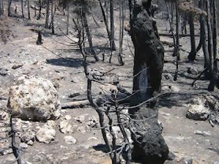 Φωτογραφία για Μετρούν τις πληγές που άφησε η φωτιά στην Κίσαμο