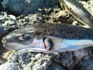 Φωτογραφία για Προσοχή: Δηλητηριώδες ψάρι εμφανίστηκε στις ελληνικές θάλασσες! [video]