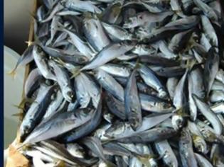Φωτογραφία για Το 65% - 70% των γνωστών ψαριών της χώρας μας αλιεύεται σε απαγορευμένο μέγεθος