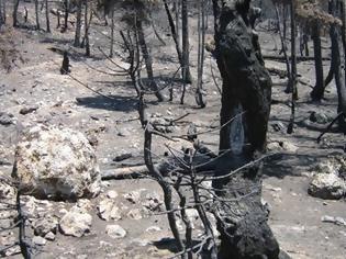 Φωτογραφία για Χιλιάδες στρέμματα αποτεφρώθηκαν λόγω πυρκαγιών