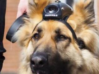 Φωτογραφία για Κάμερες στα σκυλιά της αστυνομίας