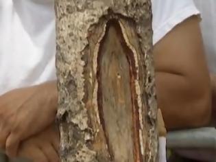 Φωτογραφία για VIDEO: Εμφάνιση της Παναγίας σε δένδρο;