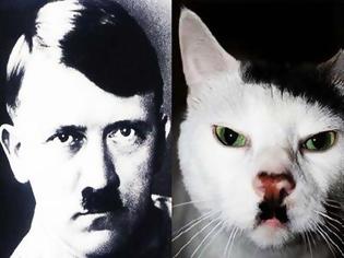 Φωτογραφία για Γάτες που μοιάζουν με τον Χίτλερ