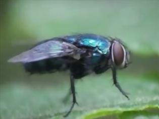 Φωτογραφία για Οι μύγες κινδυνεύουν... όταν κάνουν σεξ