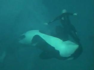 Φωτογραφία για Σοκαριστικό βίντεο: Φάλαινα δαγκώνει και παγιδεύει τον εκπαιδευτή της