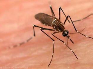 Φωτογραφία για Και δεύτερος θάνατος από τον ιό του Δυτικού Νείλου από τα κουνούπια
