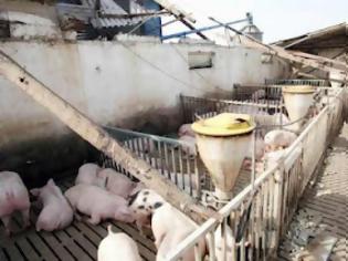 Φωτογραφία για Τρίκαλα:Τραγωδία σε κτηνοτροφική μονάδα