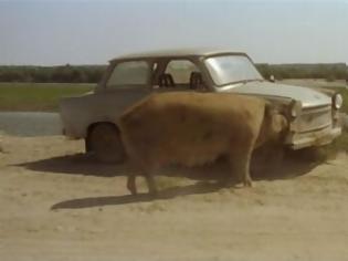Φωτογραφία για Απίστευτο! Γουρούνι τρώει αυτοκίνητο!