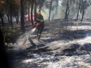 Φωτογραφία για Πόσες εκτάσεις κάηκαν στις πυρκαγιές του Ιουλίου