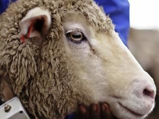 Φωτογραφία για Τελικά τα πρόβατα είναι... αδίστακτα και εγωιστικά!