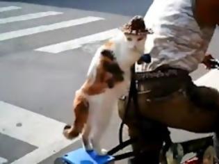 Φωτογραφία για Γάτος κάνει βόλτα με το... ποδήλατο! [Video]